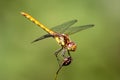 Female common darter dragonfly looking up Royalty Free Stock Photo