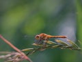 Female Common Darter Dragonfly Royalty Free Stock Photo