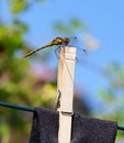 Female Common darter dragonfly