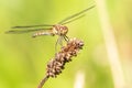 Female Common Darter Dragonfly Resting on a Grass Stalk Royalty Free Stock Photo