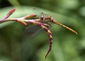 Female Common darter dragonfly Royalty Free Stock Photo