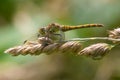 Female Common Darter dragonfly on seed head.