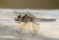 Female Common Darter Dragonfly