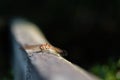 Female Common Darter dragonfly, Sympetrum striolatum on fence, facing camera. Royalty Free Stock Photo