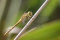 Female Common Darter (Sympetrum striolatum) Royalty Free Stock Photo