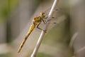 Female Common Darter (Sympetrum striolatum) Royalty Free Stock Photo