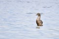 Female Common eider Royalty Free Stock Photo