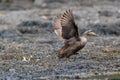 Female Common Eider Duck takes off near the coast of Maine on a summer morning Royalty Free Stock Photo