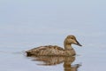 Female common eider duck swimming in a pond Royalty Free Stock Photo