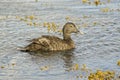 Female of Common eider(Somateria mollissima) Royalty Free Stock Photo