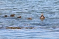 Female common eider, Somateria mollissima, with four ducklings