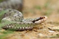 Female common european adder on ground Royalty Free Stock Photo