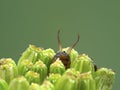 P1010182 female European earwig, Forficula auricularia, hiding in flower bud cECP 2020 Royalty Free Stock Photo