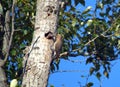 Female Common Flicker bird feeding a young baby bird