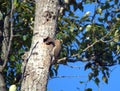 Female Common Flicker bird feeding a young baby bird