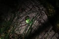 Female common glow-worm on a bark