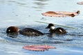 Female Common goldeneye Bucephala clangula and duckling Royalty Free Stock Photo