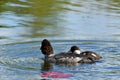 Female Common goldeneye Bucephala clangula and duckling Royalty Free Stock Photo