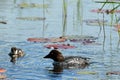 Female Common goldeneye Bucephala clangula and duckling swimming Royalty Free Stock Photo