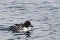 Female Common Goldeneye, Bucephala clangula, swimming Royalty Free Stock Photo