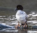 Female Common Goldeneye Duck