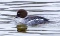 Female Common Goldeneye Duck