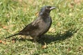 Female Common Grackle quiscalus quiscula Royalty Free Stock Photo