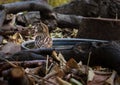 Female Common House Sparrow Royalty Free Stock Photo