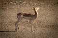 Female common impala jerks head in sunshine