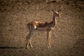 Female common impala standing in bright sunshine