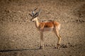 Female common impala stands in bright sunshine