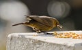 A common indian robin