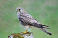 Female Common Kestrel Royalty Free Stock Photo