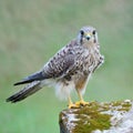 Female Common Kestrel Royalty Free Stock Photo