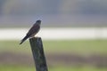 A female common kestrel perched on the lookout ready to hunt mice. Perched on a wooden pole with the bird back Royalty Free Stock Photo