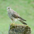 Female Common Kestrel (Falco tinnunculus), standing on the rock, soft focus. Royalty Free Stock Photo