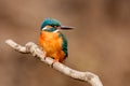 Female of Common Kingfisher Alcedo atthis Bird, Standing on a Royalty Free Stock Photo