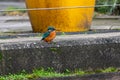 Female common kingfisher, alcedo atthis, in urban town setting with reduced people activity due to the pandemic, perched on Royalty Free Stock Photo