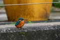 Female common kingfisher, alcedo atthis, in urban town setting with reduced people activity due to the pandemic, perched on Royalty Free Stock Photo