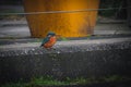 Female common kingfisher, alcedo atthis, in urban town setting with reduced people activity due to the pandemic, perched on Royalty Free Stock Photo