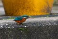 Female common kingfisher, alcedo atthis, in urban town setting with reduced people activity due to the pandemic, perched on Royalty Free Stock Photo
