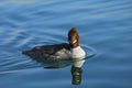 Female Common Merganser