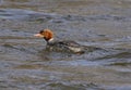 Female Common Merganser Royalty Free Stock Photo