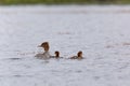 Female Common merganser with chicks Royalty Free Stock Photo