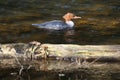 Female Common merganser or Goosander Royalty Free Stock Photo