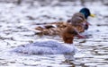 Merganser with a male and female Mallard duck in the background, laying in the water. Royalty Free Stock Photo