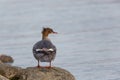 Female common merganser Mergus merganser Royalty Free Stock Photo