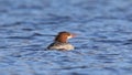 Female Common Merganser swimming on a lake in Winter Royalty Free Stock Photo