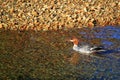 Female Common Merganser Merced River Royalty Free Stock Photo