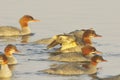 Female Common merganser Royalty Free Stock Photo